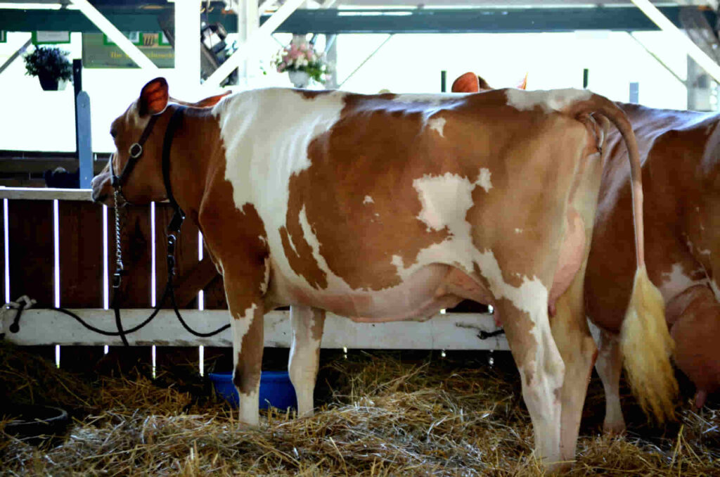 cantidad y calidad de la producción de leche de la raza de vaca Guernsey en argentina  
