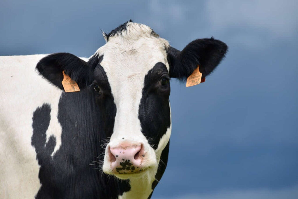 vaca lechera Holstein en argentina producción de leche con alto contenido graso para la industria láctea