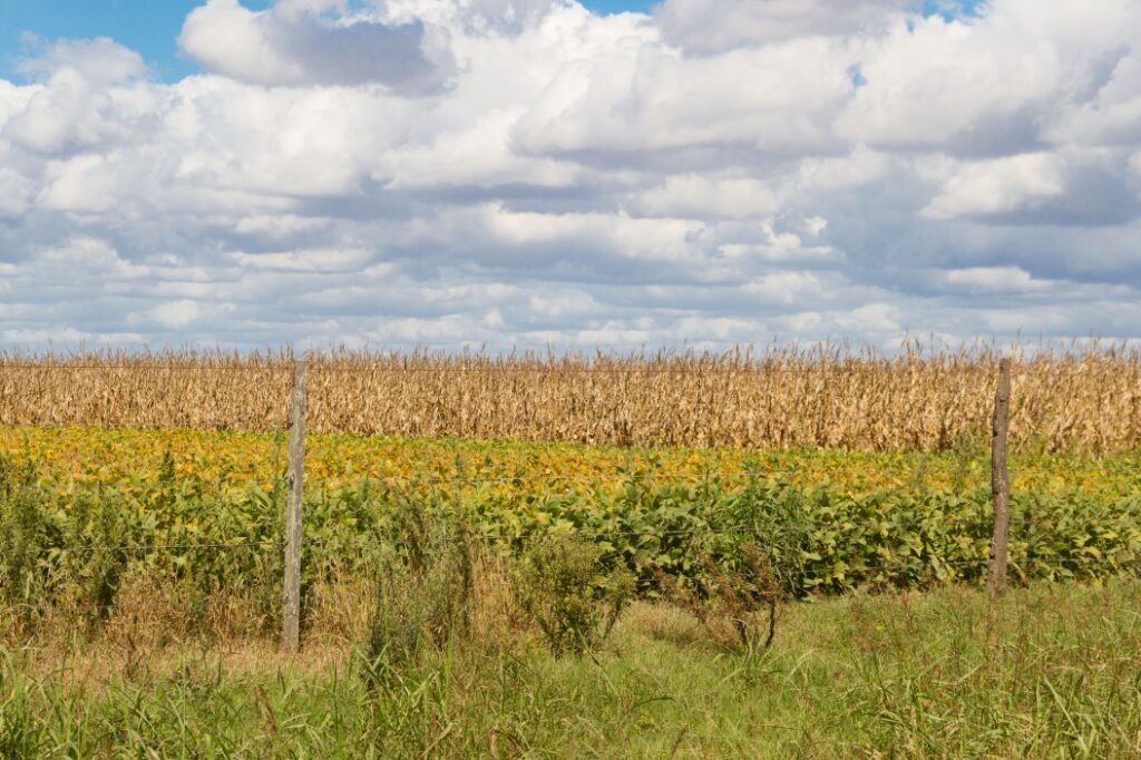 rio cuarto campo