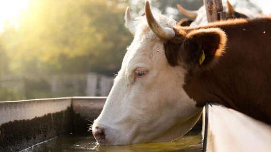 vaca tomando agua de bebedero de agua