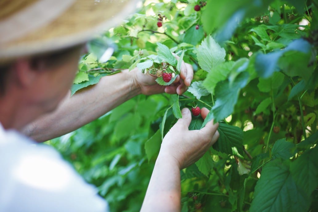 hombre cosechando sus frutos en el campo argentino