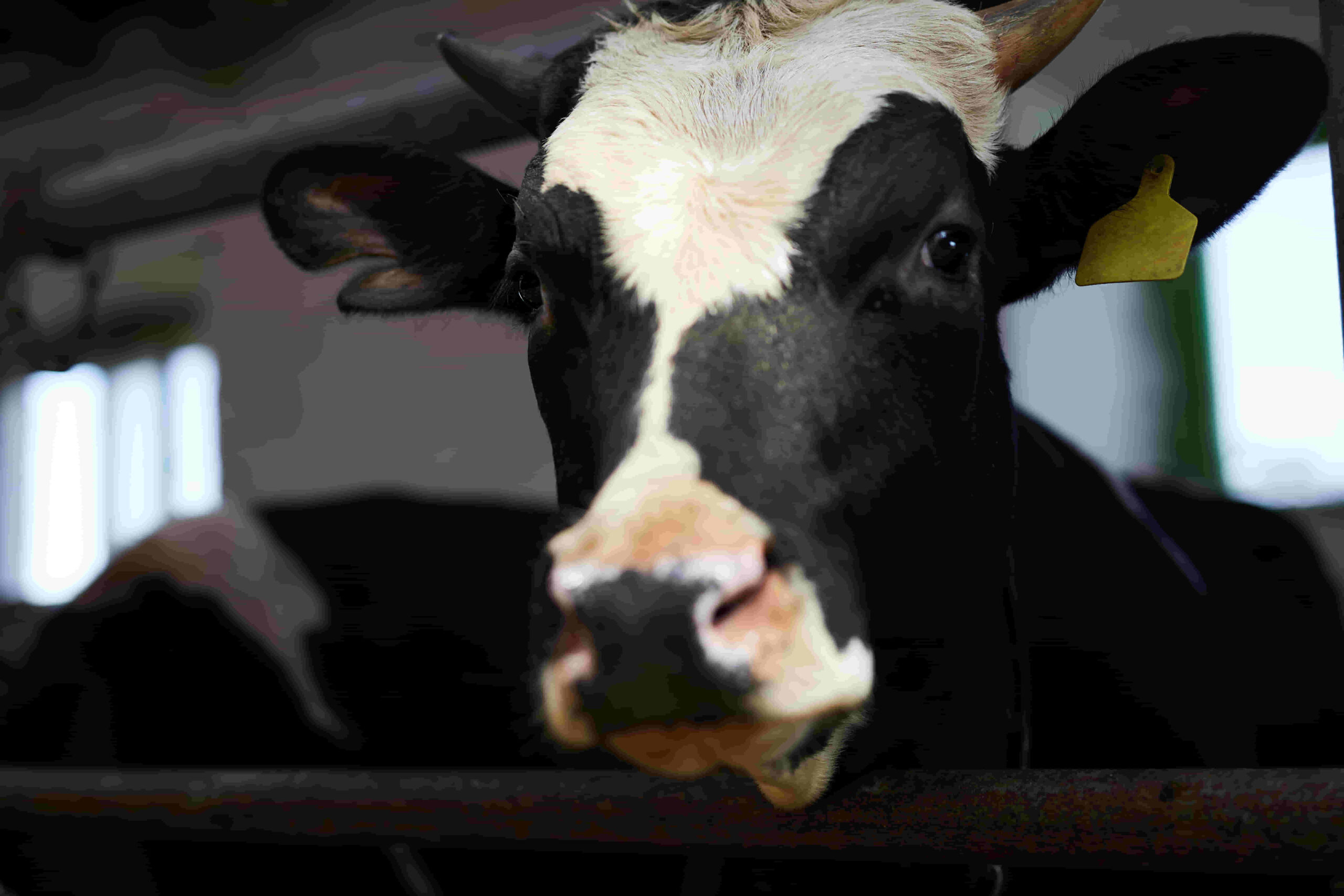 vacas en hacienda por productores de liniers argentina
