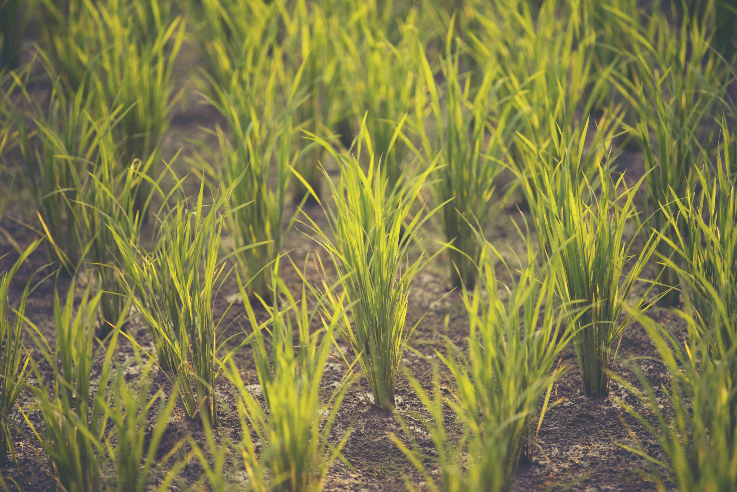 control de plantas no deseadas o malezas en el suelo de argentina con productos químicos como herbicida y de manera mecanina