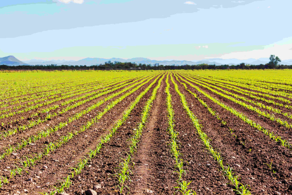 siembra de maíz en el campo de argentina en época de sequia y poco nitrógeno
