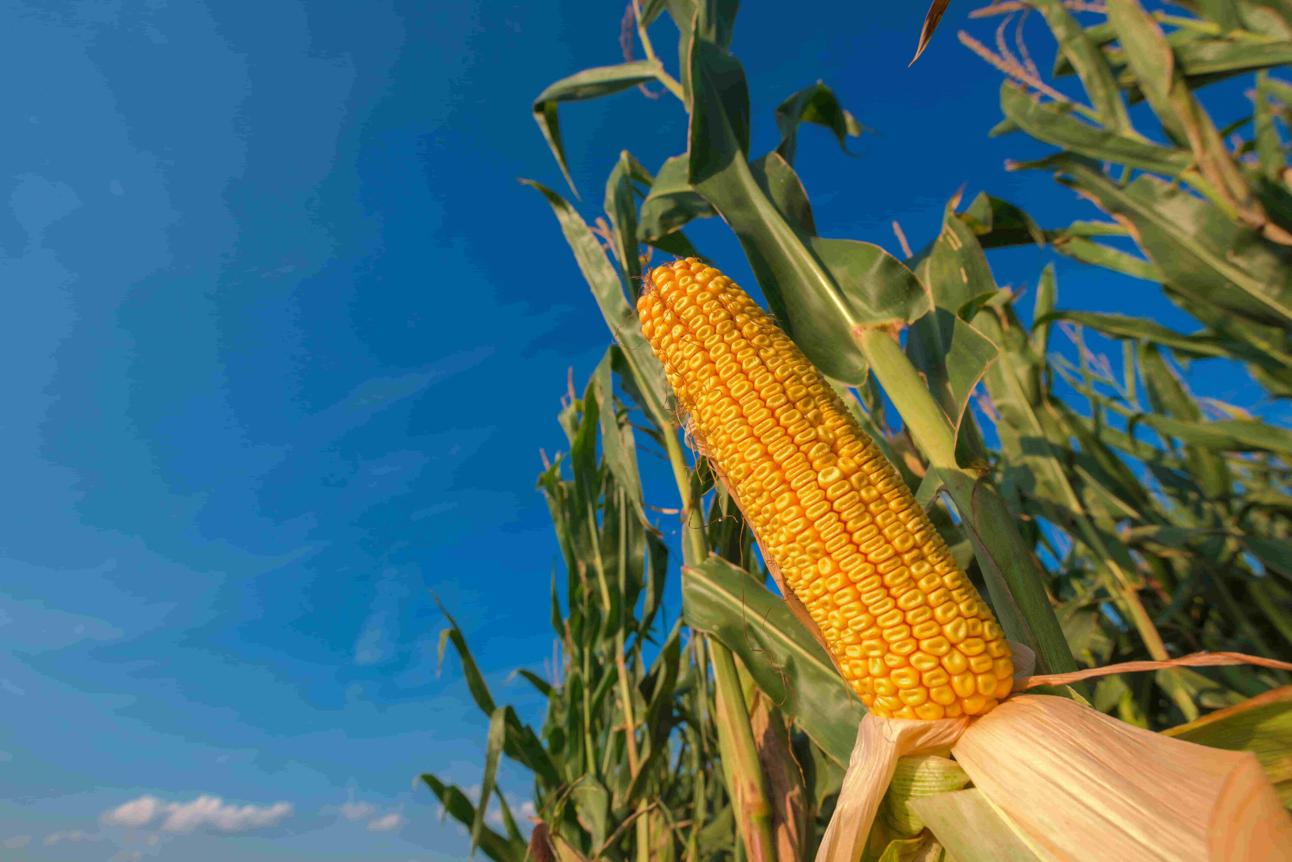 maíz hibrido de siembra tardía en argentina con beneficios