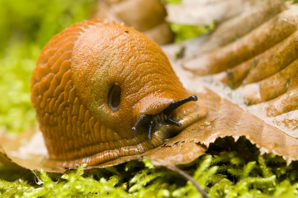 plaga de insectos y bichos en los campos rurales y agrícolas de córdoba, Mendoza y caba