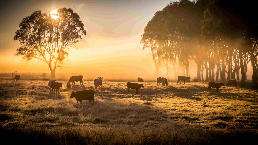 ganado bovino pastoreando y con tratamiento para los parásitos que pueden darle perdido de peso, bronquitis o problemas pulmonares