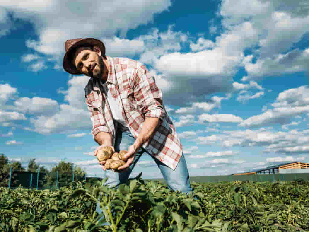 analizando los resultados del insecticida natural