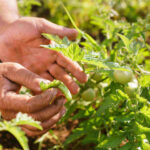 campo con insectos que son plagas y dañan al cultivo