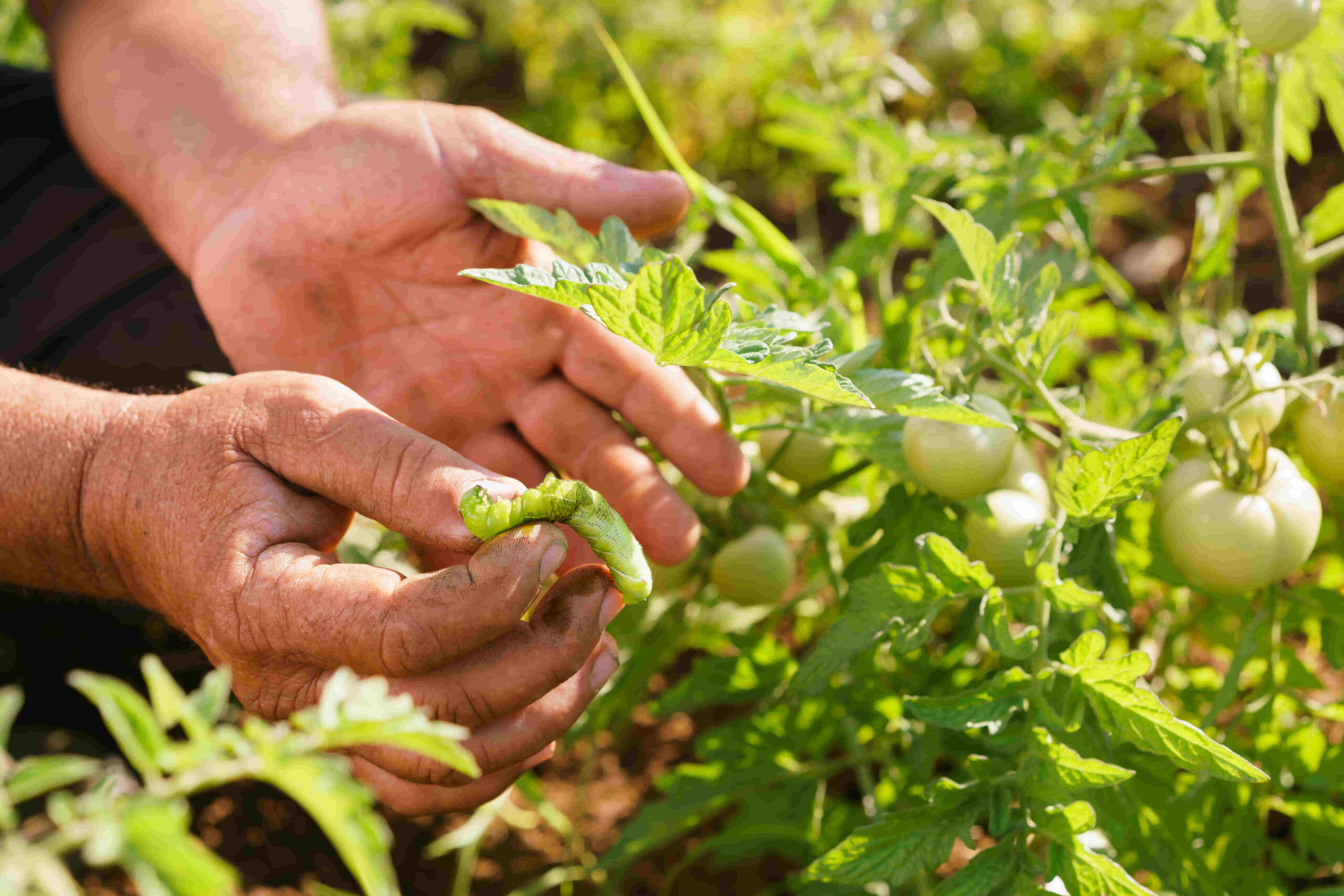 campo con insectos que son plagas y dañan al cultivo