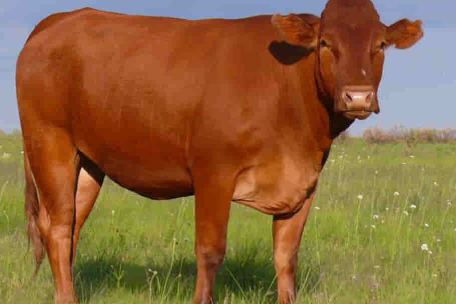 vaca criolla de origen nacional argentina con sus características de peso promedio para la producción de carne
