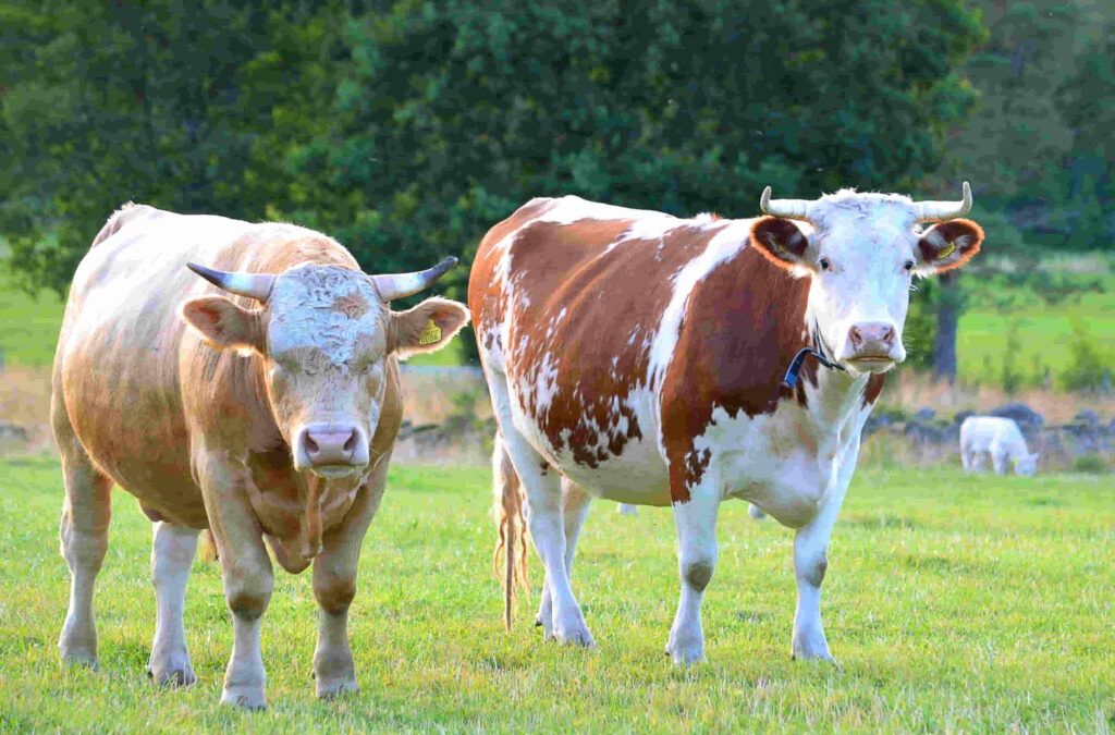 ganado bovino con problemas de parásitos externos siento tratados con un control estricto