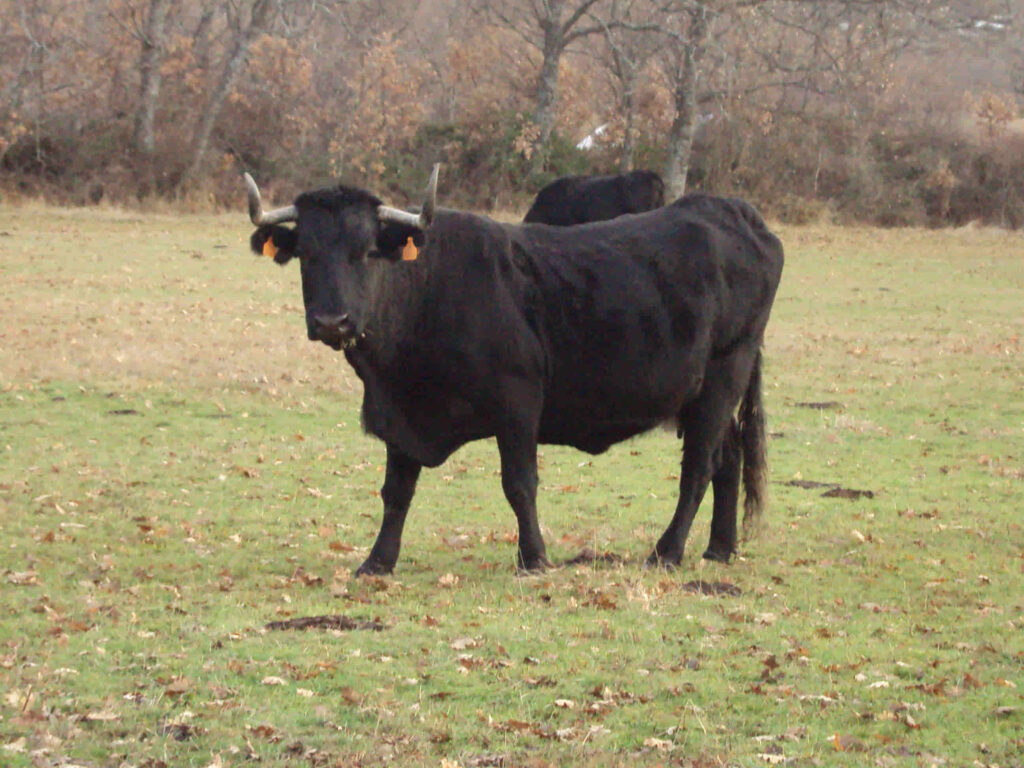 raza de vacas avileñas puras para la producción de carne de gran calidad 