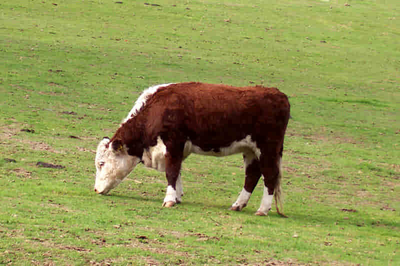 imágenes de la vaca hereford y sus características 