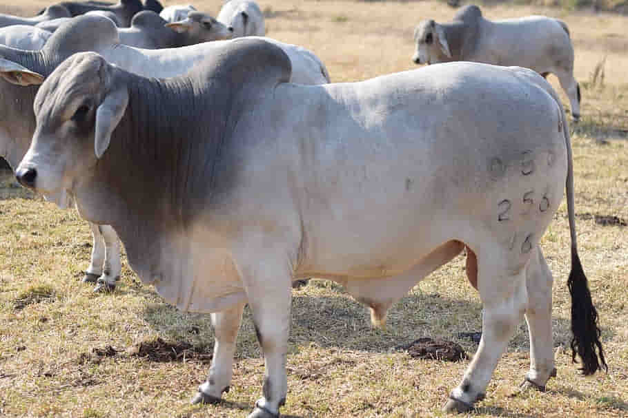raza de ganado bovino brahman en argentina