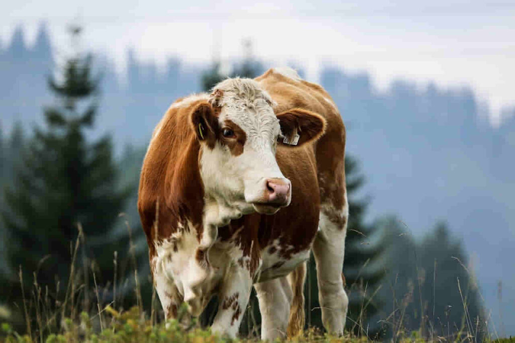 raza bovina de vaca llamada simmental y sus característica