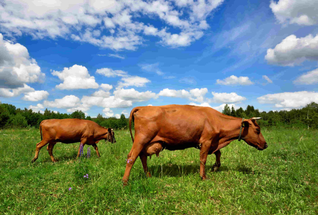 nombres de vacas para la producción de carne y sus características