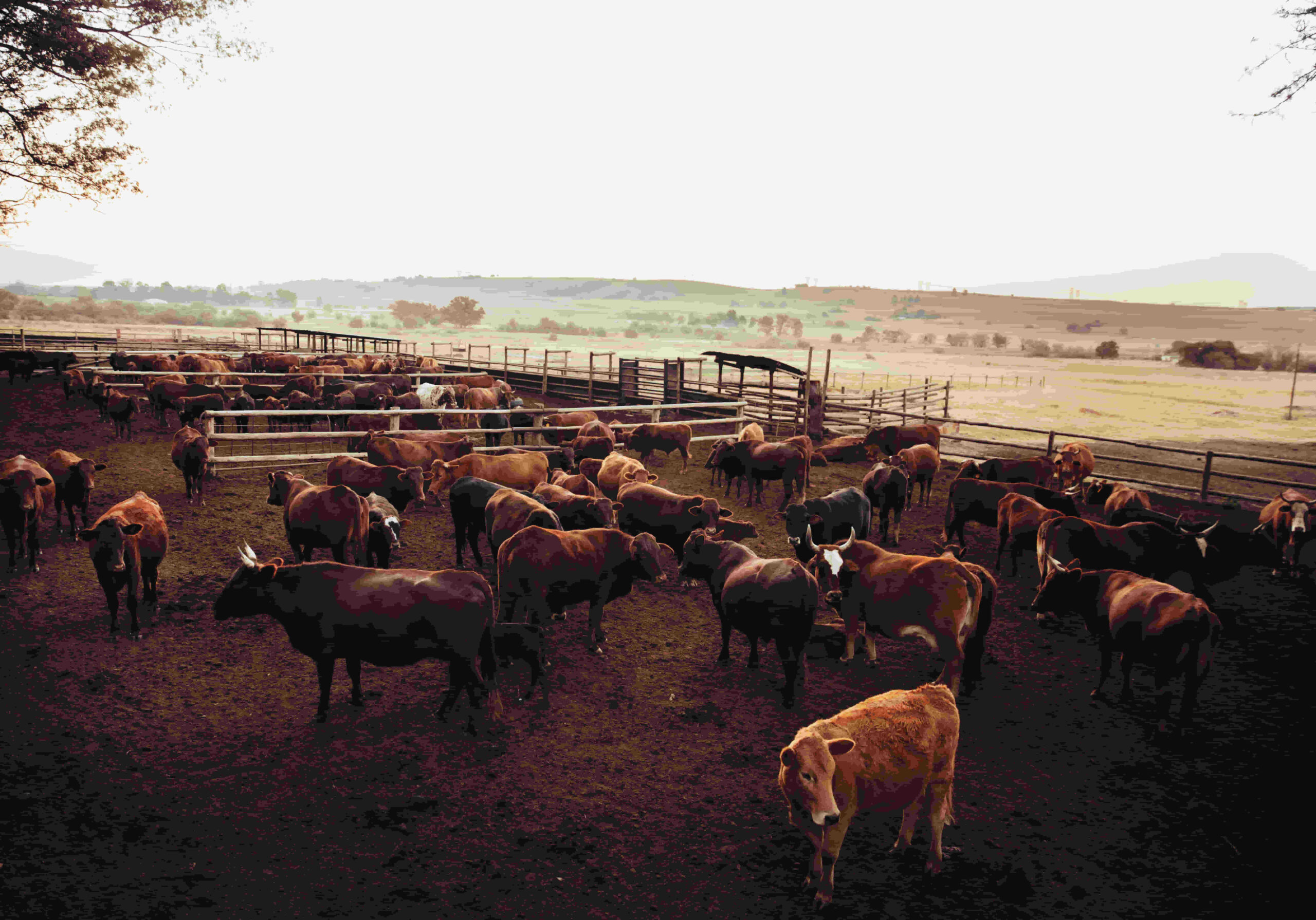 ganado bovino con parásitos o bacterias que afectan al intesto y los pulmones lo que por consecuencia dan menor rentabilidad de dinero para productos ganadero