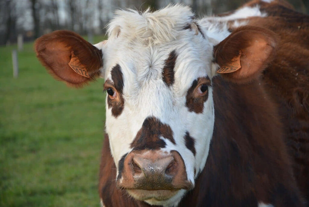 cuantos litros de vaca da una vaca normando en argentina en el 2022