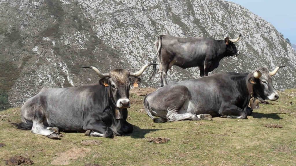 vaca tundaca en argentina