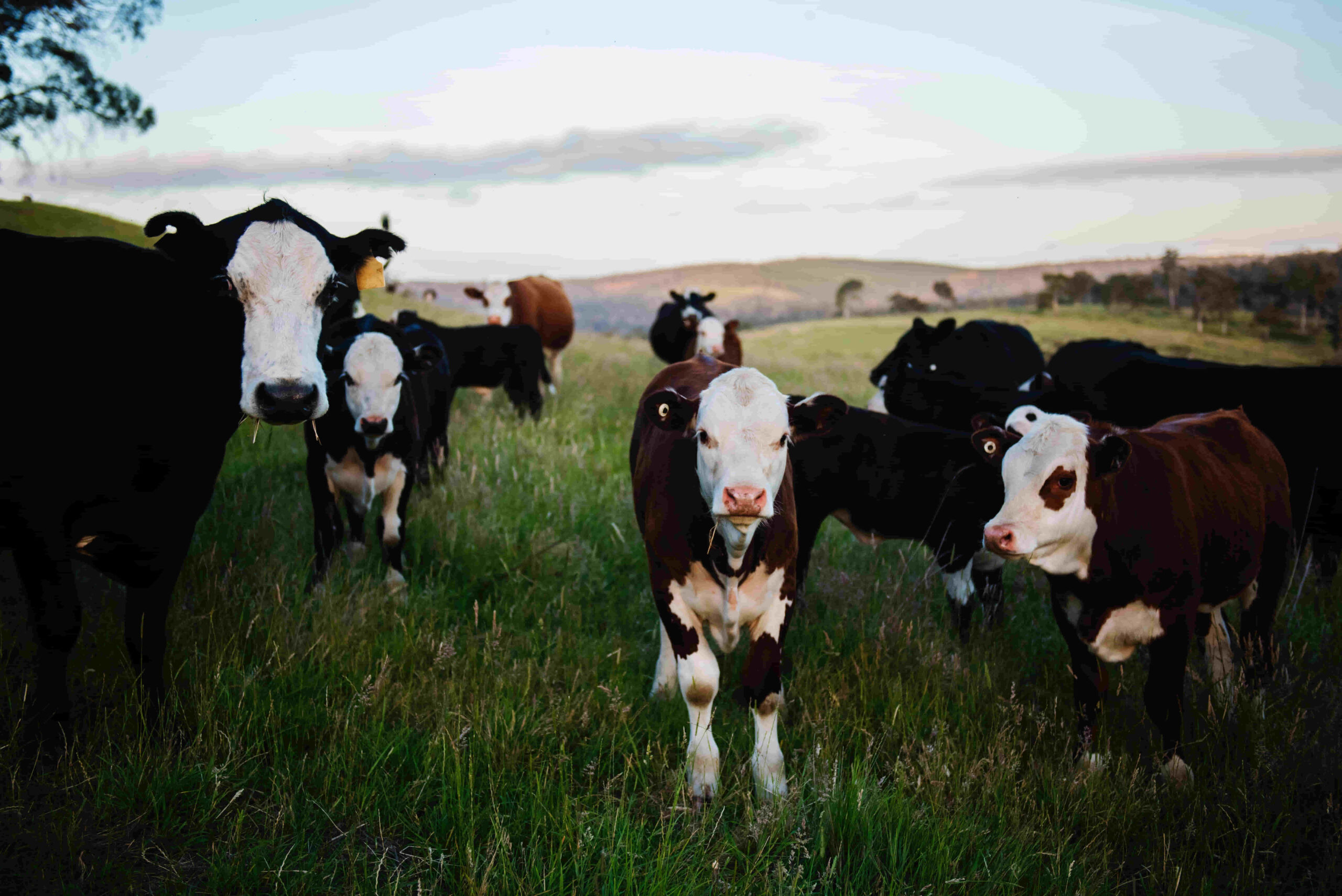 características del los bovinos de bueyes o buey y las vacas
