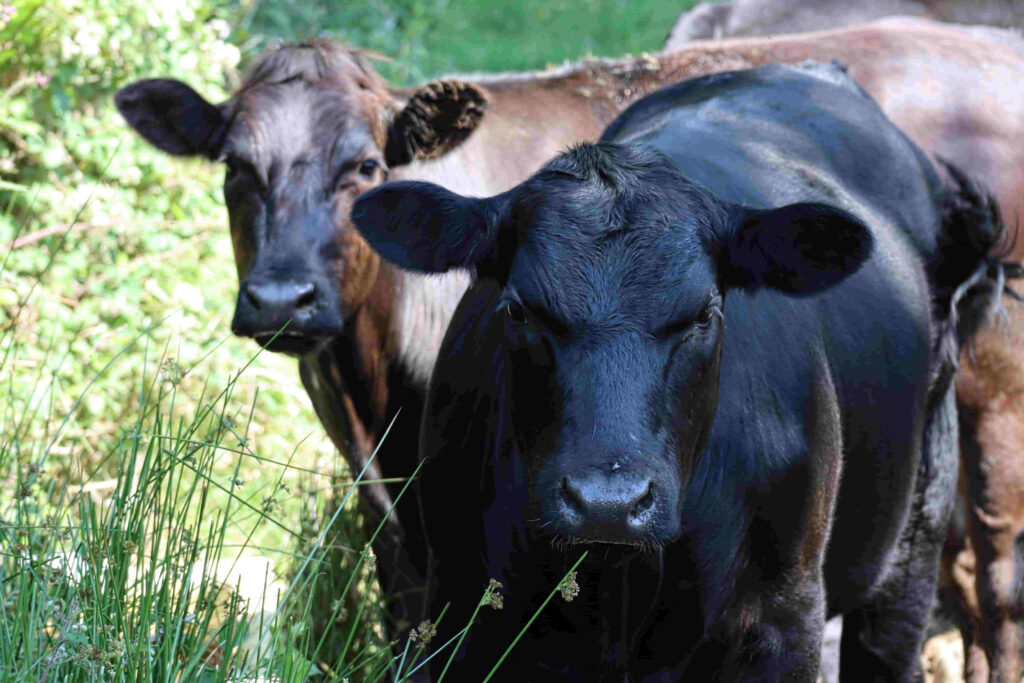 vacas hidratadas con agua gracias a reservorio para el ganado bovino en argentina
