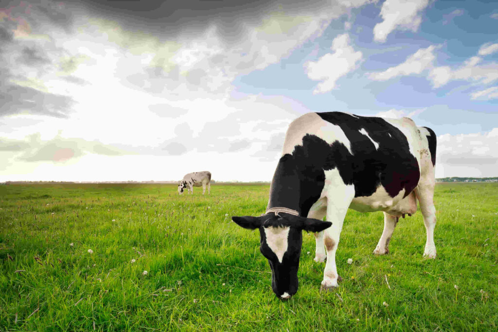 vacas lecheras listas para ordeñar ya que aportan mucha leche con grasa