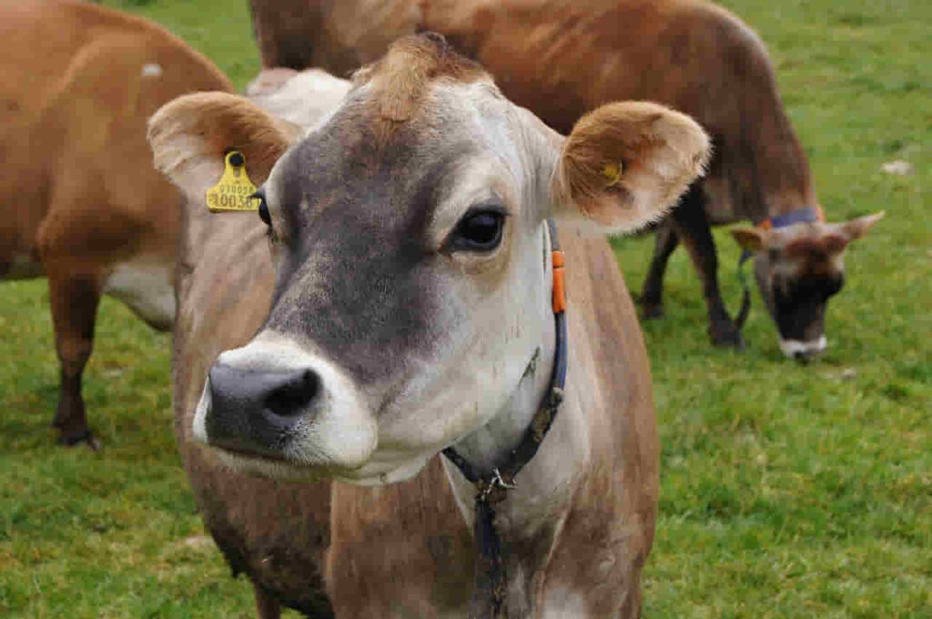 vaca jersey, ganado bovino especial con alta producción de leche y materia grasa para quesos