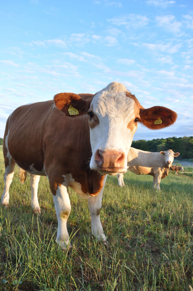 vaca lechera sueca roja y blanca en argentina