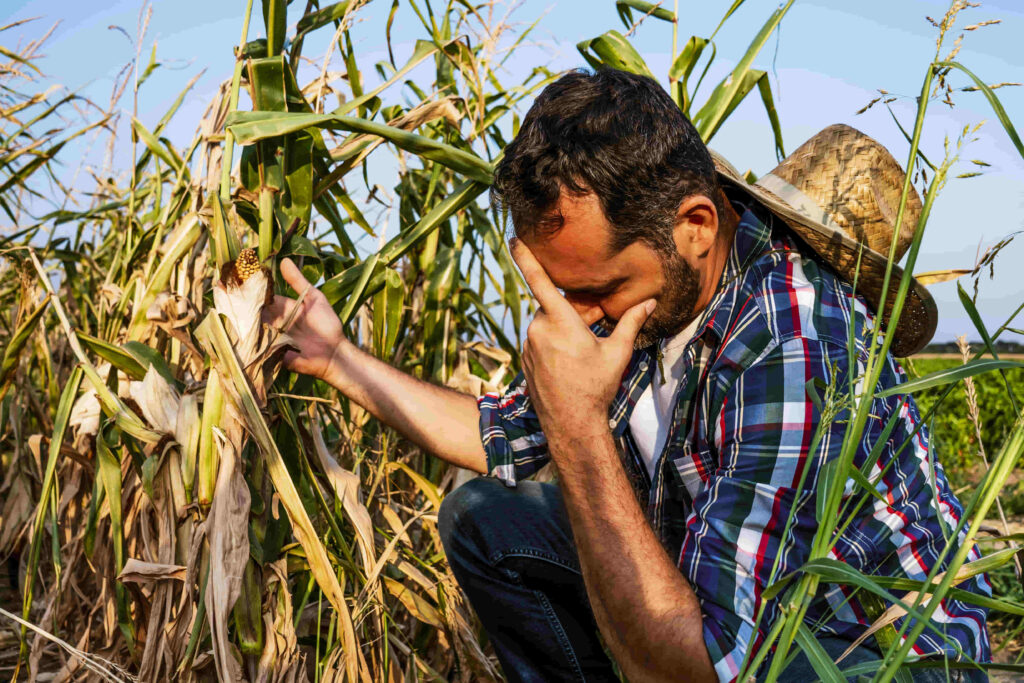 trabajador de campo con perdidas de su cosecha por altas temperaturas que provocaron sequía extrema