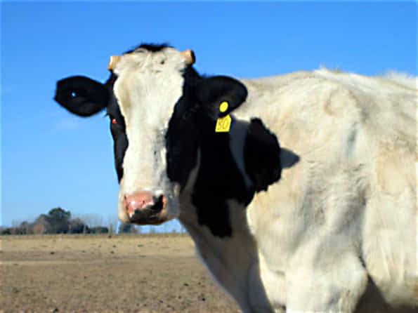 características y cuanta leche produce la vaca holando argentina de la vaca lechera