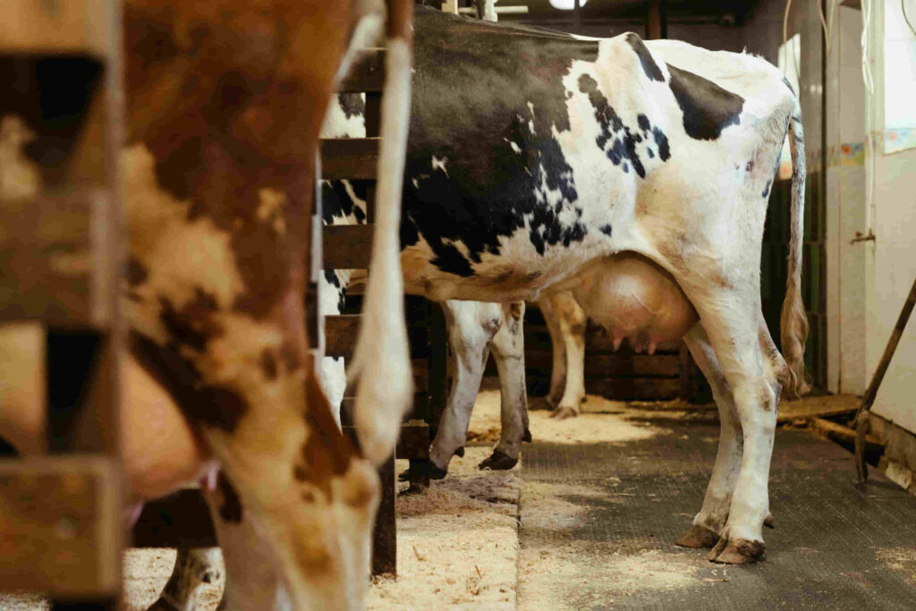 vacas o bovinos en granja produciendo leches y sus ubres siendo estimuladas