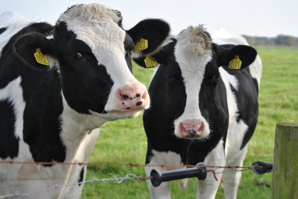 vacas o bovinos con efectos secundarios en su fertilidad