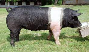 raza porcina hampshire en argnetina ideal para la venta de carne magra