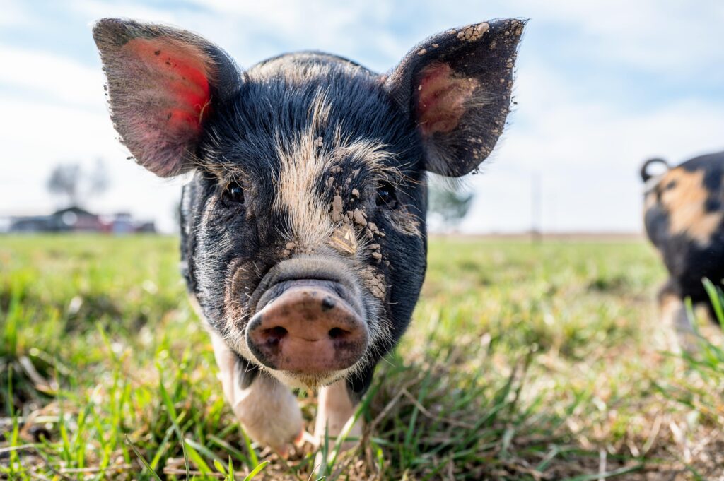 mejores razas de cerdo en argentina para el criadero