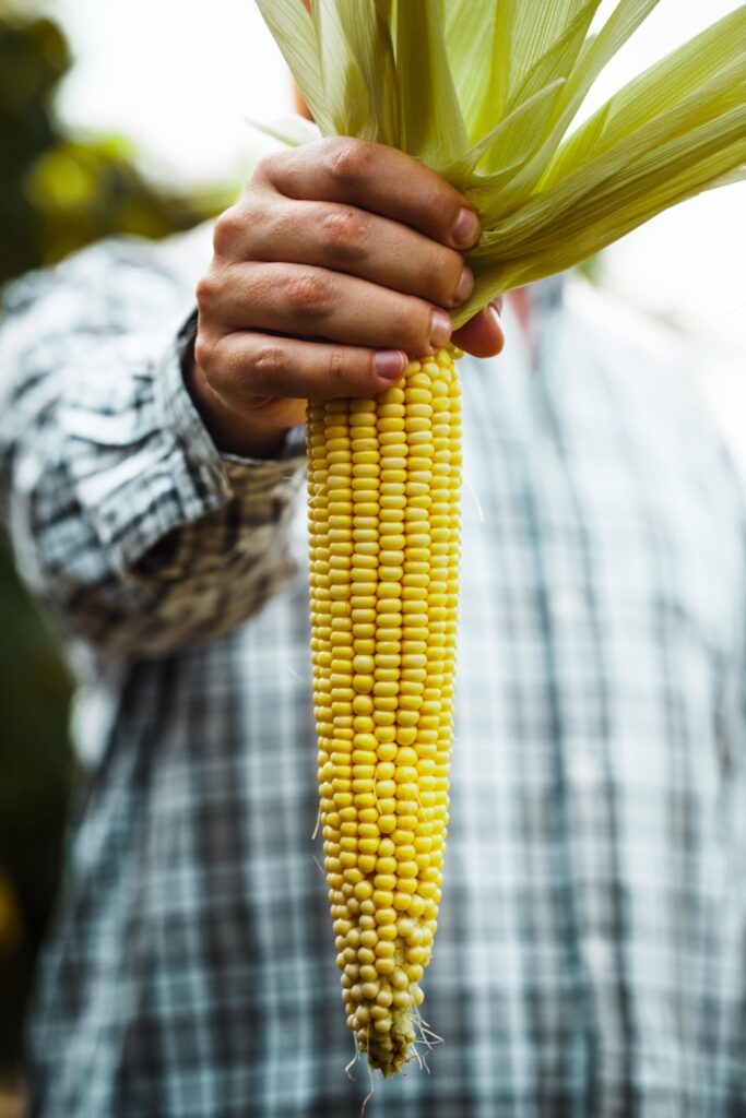 productor agrícola con mazorca de maíz tradicionalmente sembrada y no genticamente o biologicamente modificada para obtener altos rendimientos de cosecha