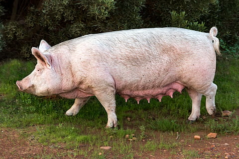 raza porcina de grandes rendimientos de carne y poca materia grasa llamada yorkshire