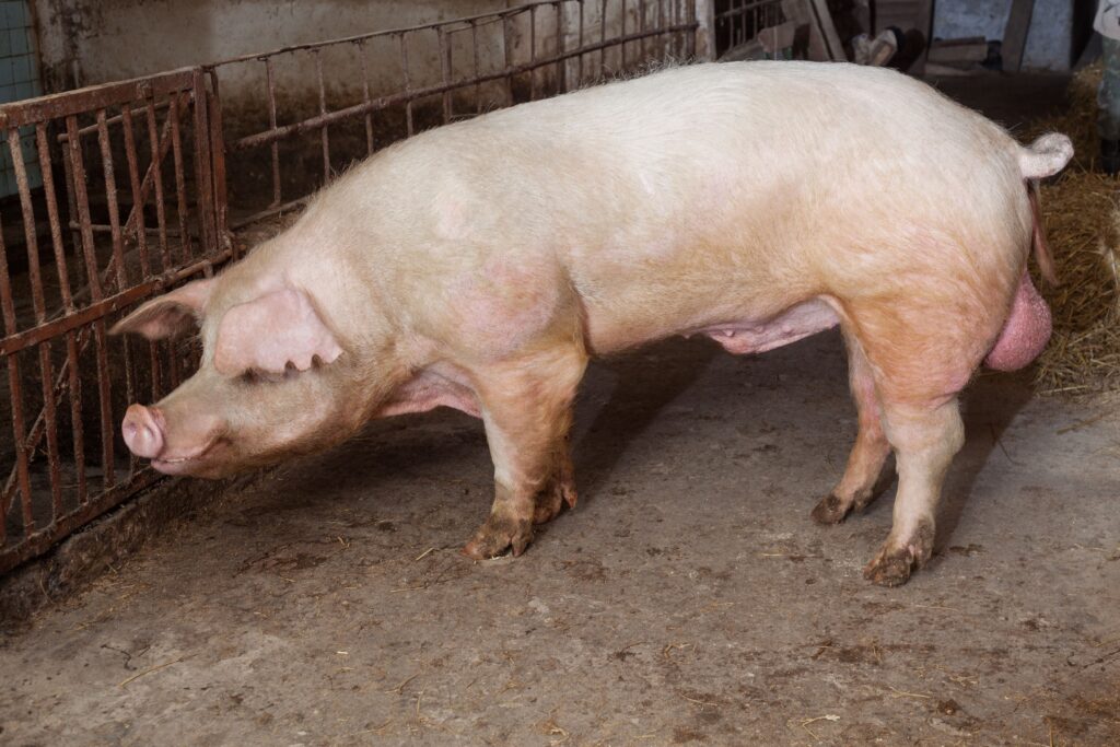 raza de cerdo porcina landrace 