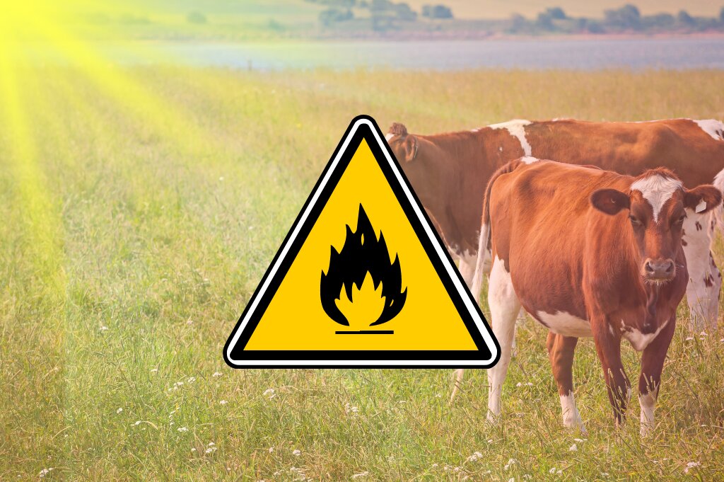bovinos con causas de enfermedades por calor sofocante