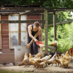 alimento natural o balanceado para gallinas ponedoras