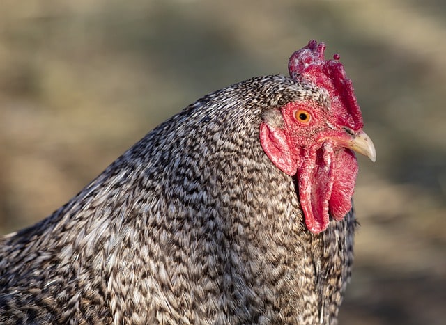 características de la gallina ponedora plymouth rock y sus huevos