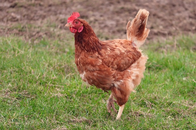 características de la raza de gallina rhode island red