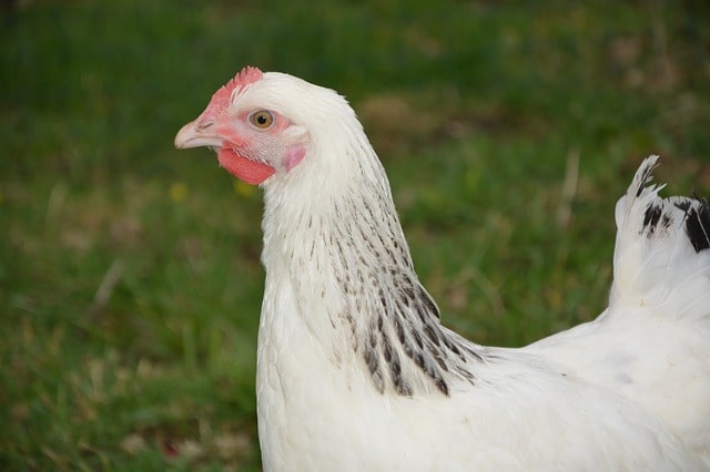 características de los huevos de la gallina ponedora Leghorn en argentina