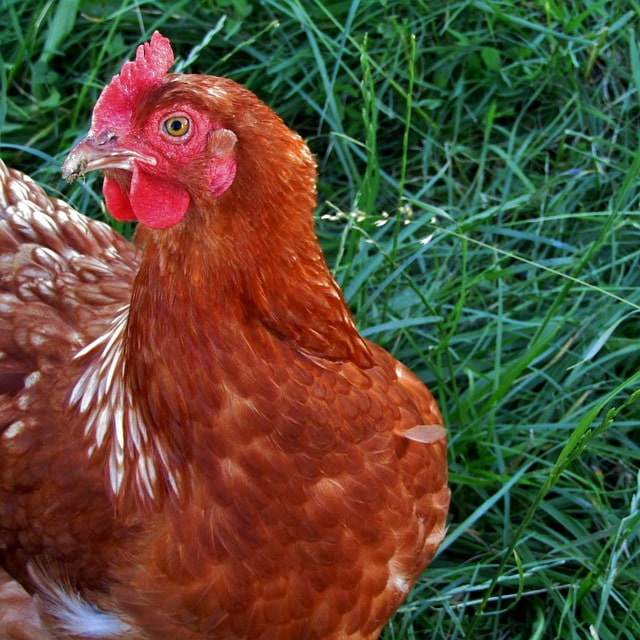 cuantos huevos pone la gallina isa brown y sus características para la venta