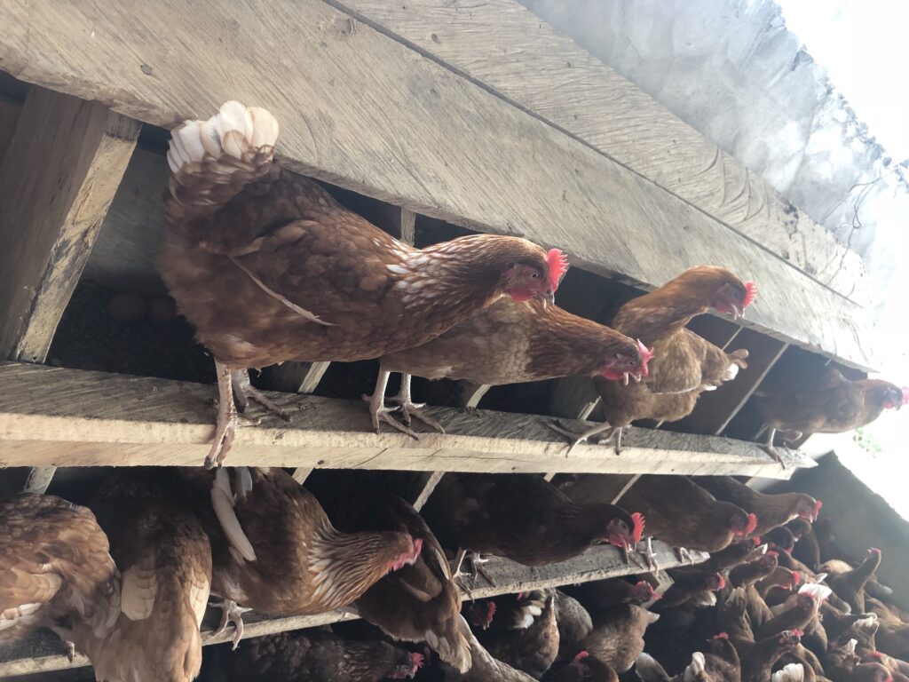 características de las mejores gallinas ponedoras de argentina para el campo