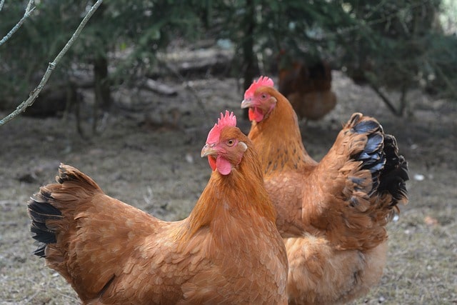 información y características de la gallina ponedora de huevos New Hampshire