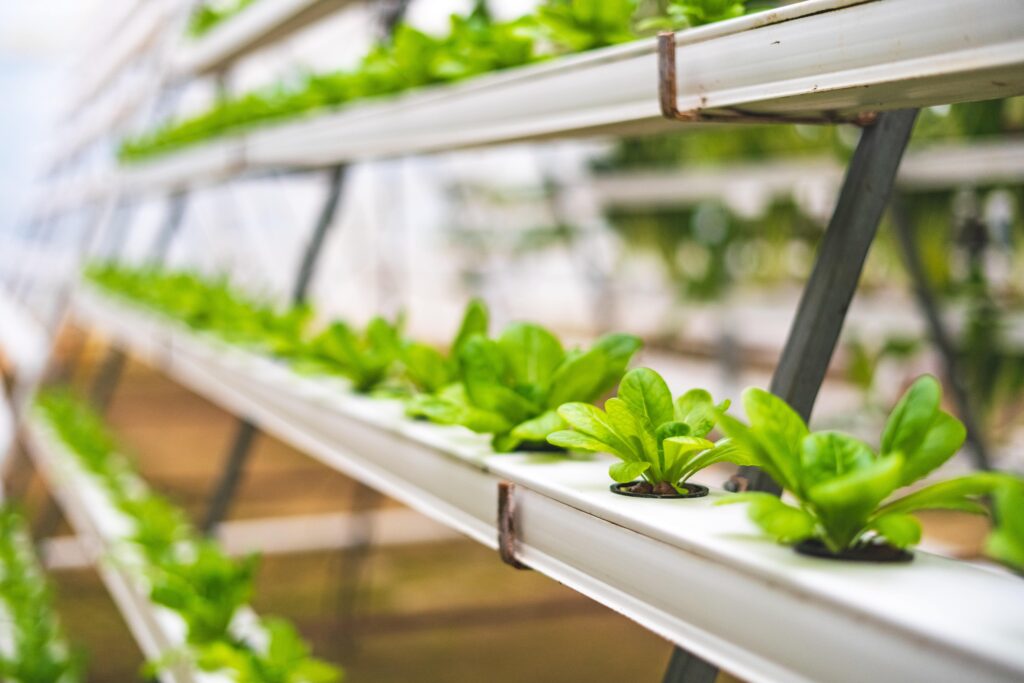 nutrientes necesarios para los cultivos hidropónicos