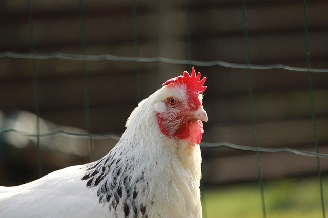 raza de gallina ponedora sussex y sus características de los huevos que pone