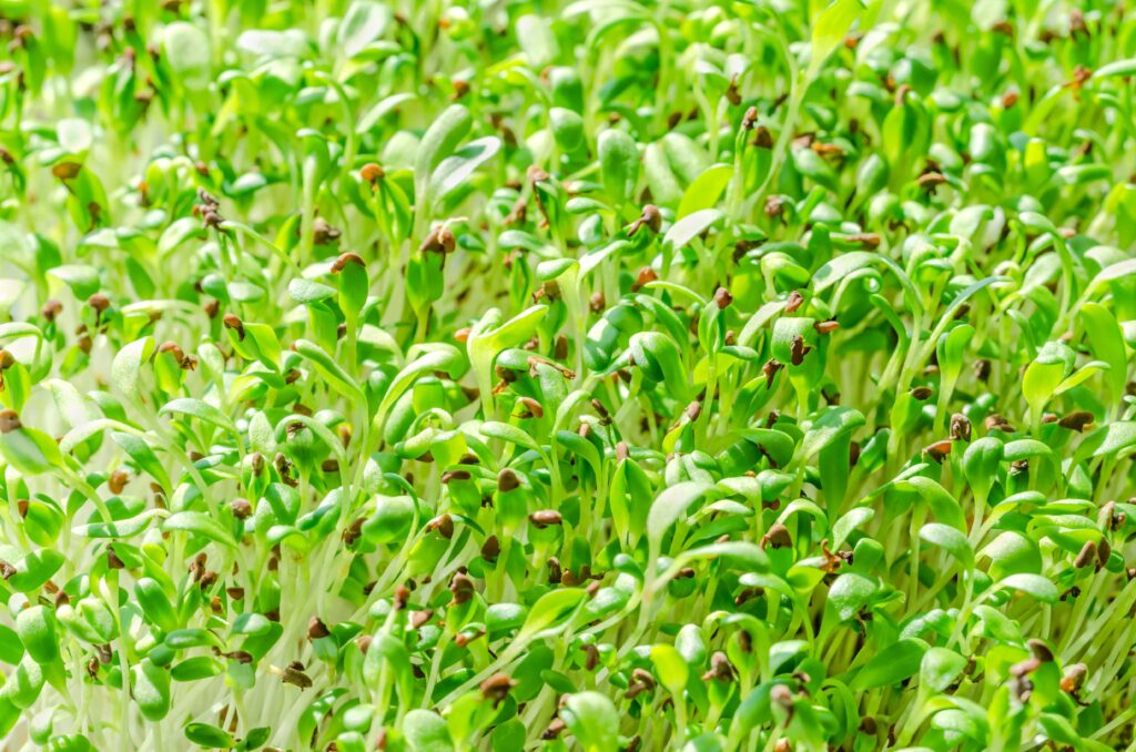 densidad de siembra de la semilla de alfalfa