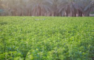 siembra de alfalfa y cultivo para la producción de fardos